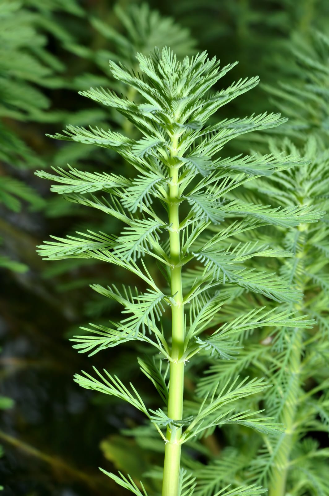 Myriophyllum scabratum